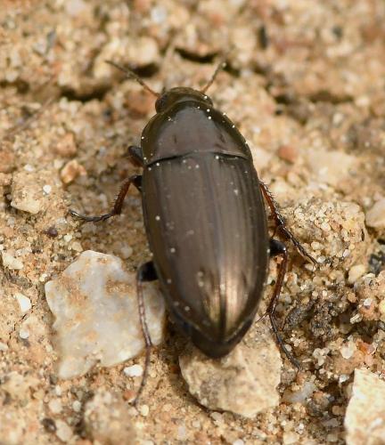 Amara aenea